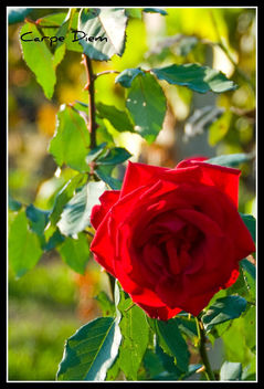 October Rose - Free image #280517
